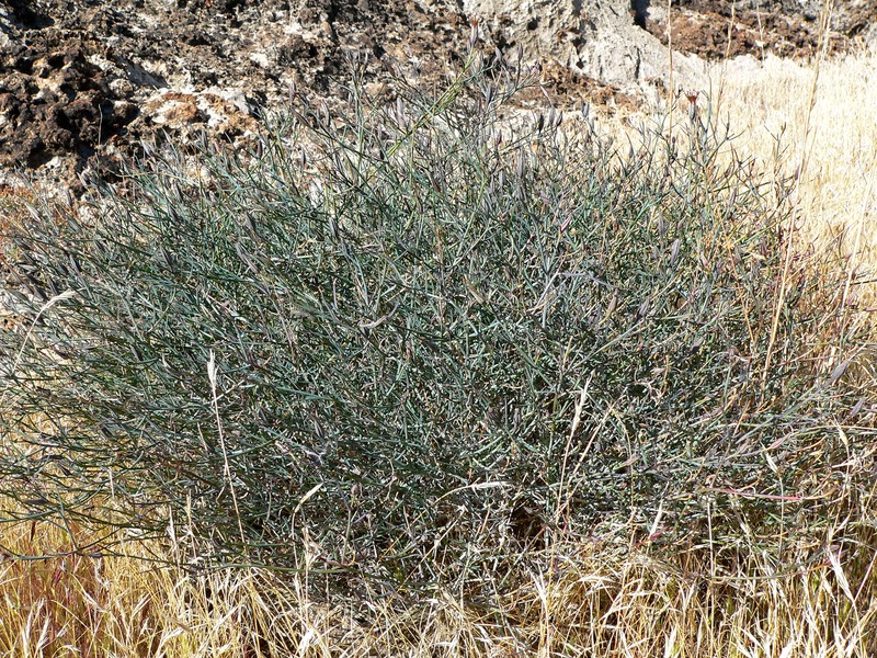 Slender Poreleaf photo 2