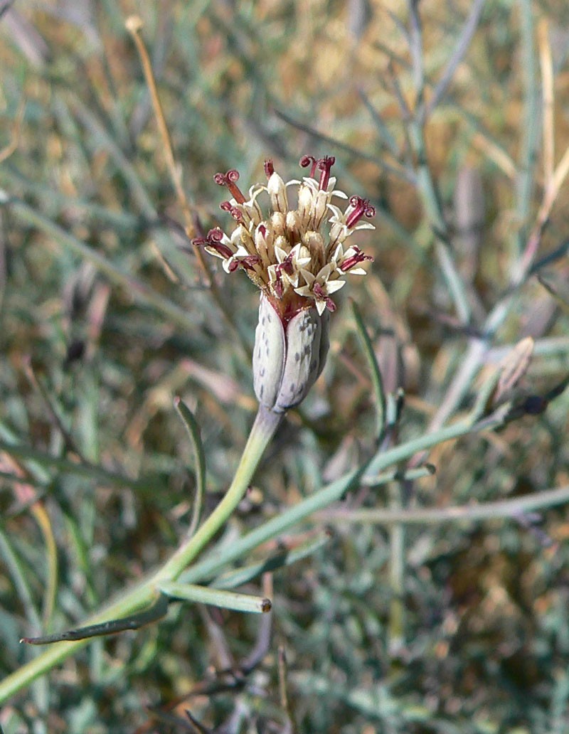 Slender Poreleaf photo 3