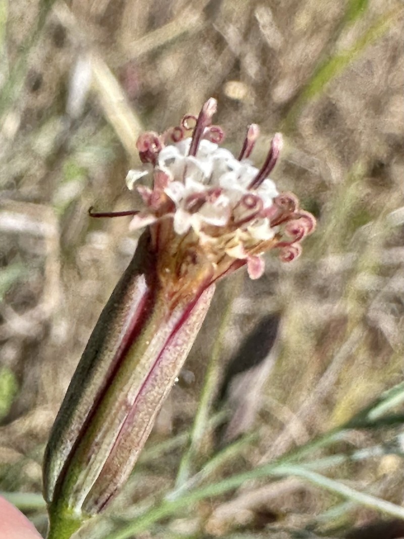 Slender Poreleaf photo 5
