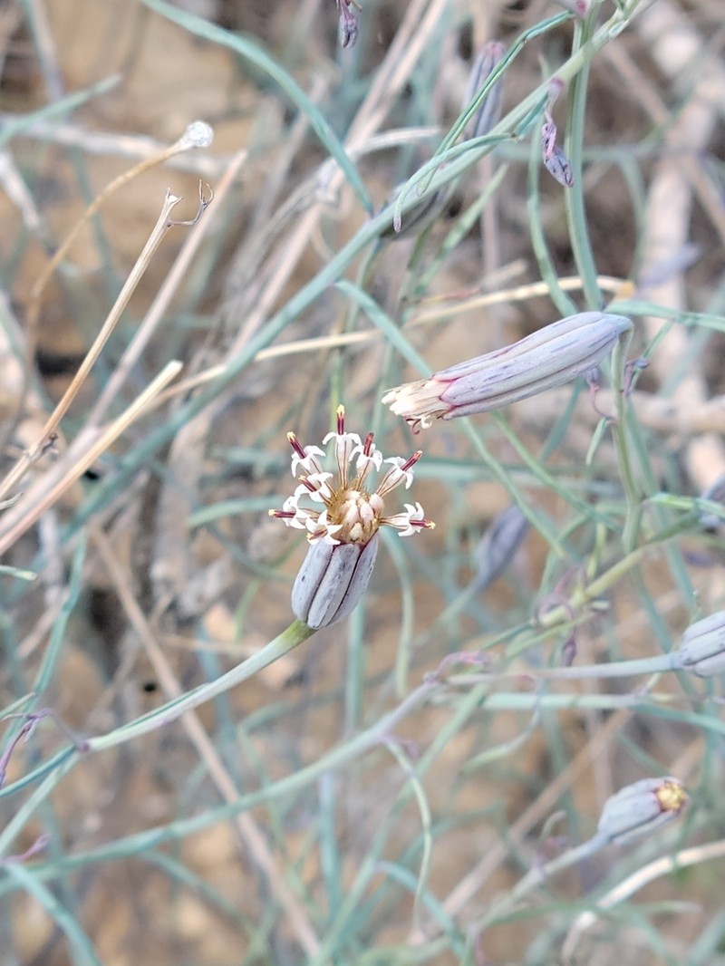 Slender Poreleaf photo 7