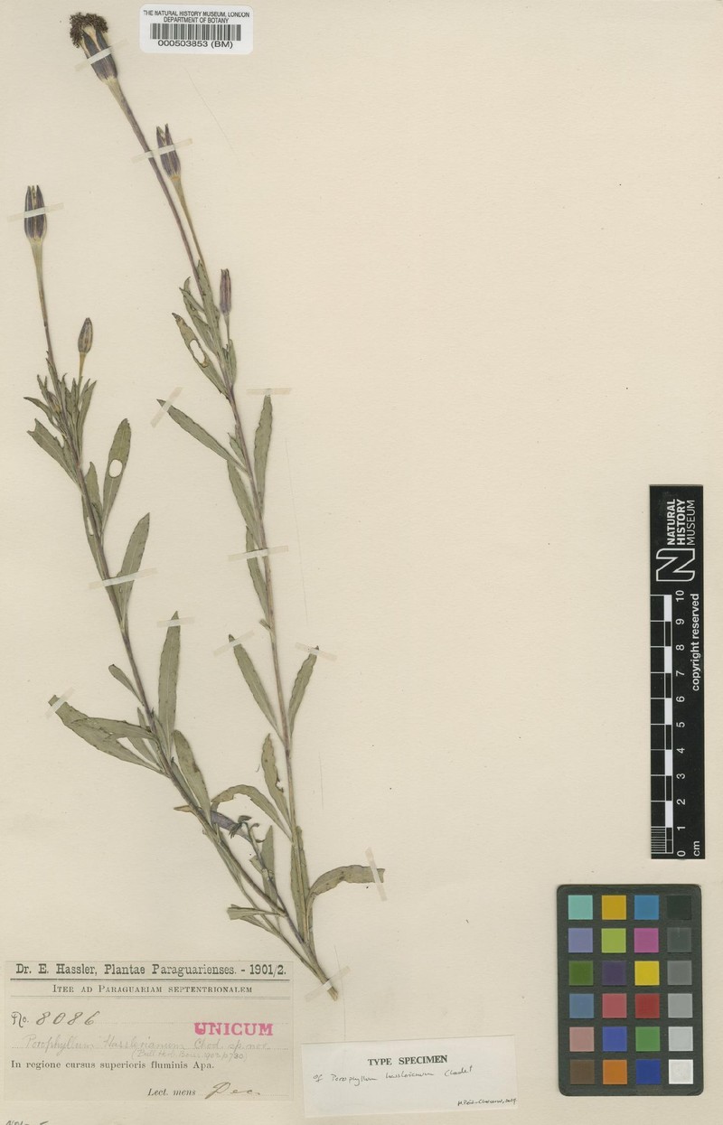 Porophyllum hasslerianum