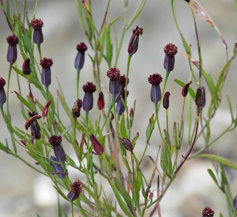 Porophyllum iruyense