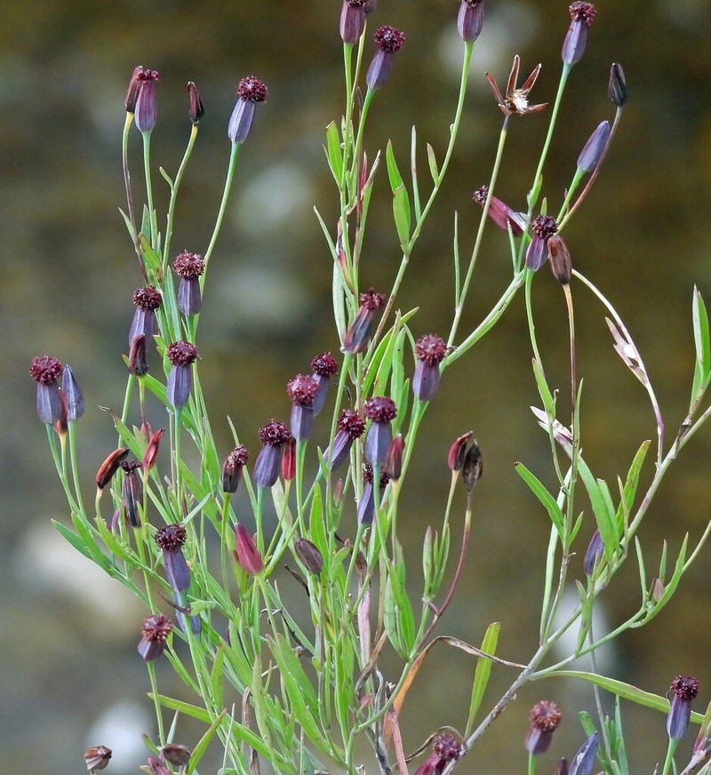 Porophyllum iruyense photo 3