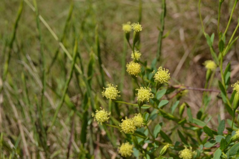Porophyllum lanceolatum