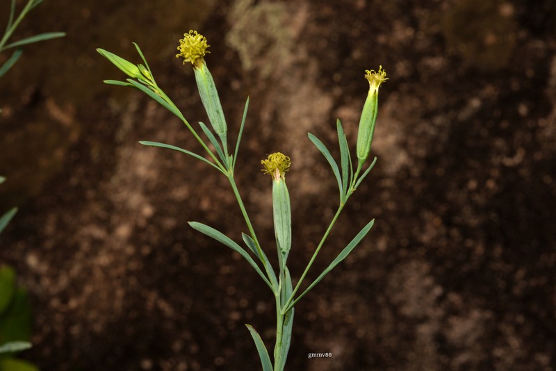 Porophyllum lanceolatum photo 2