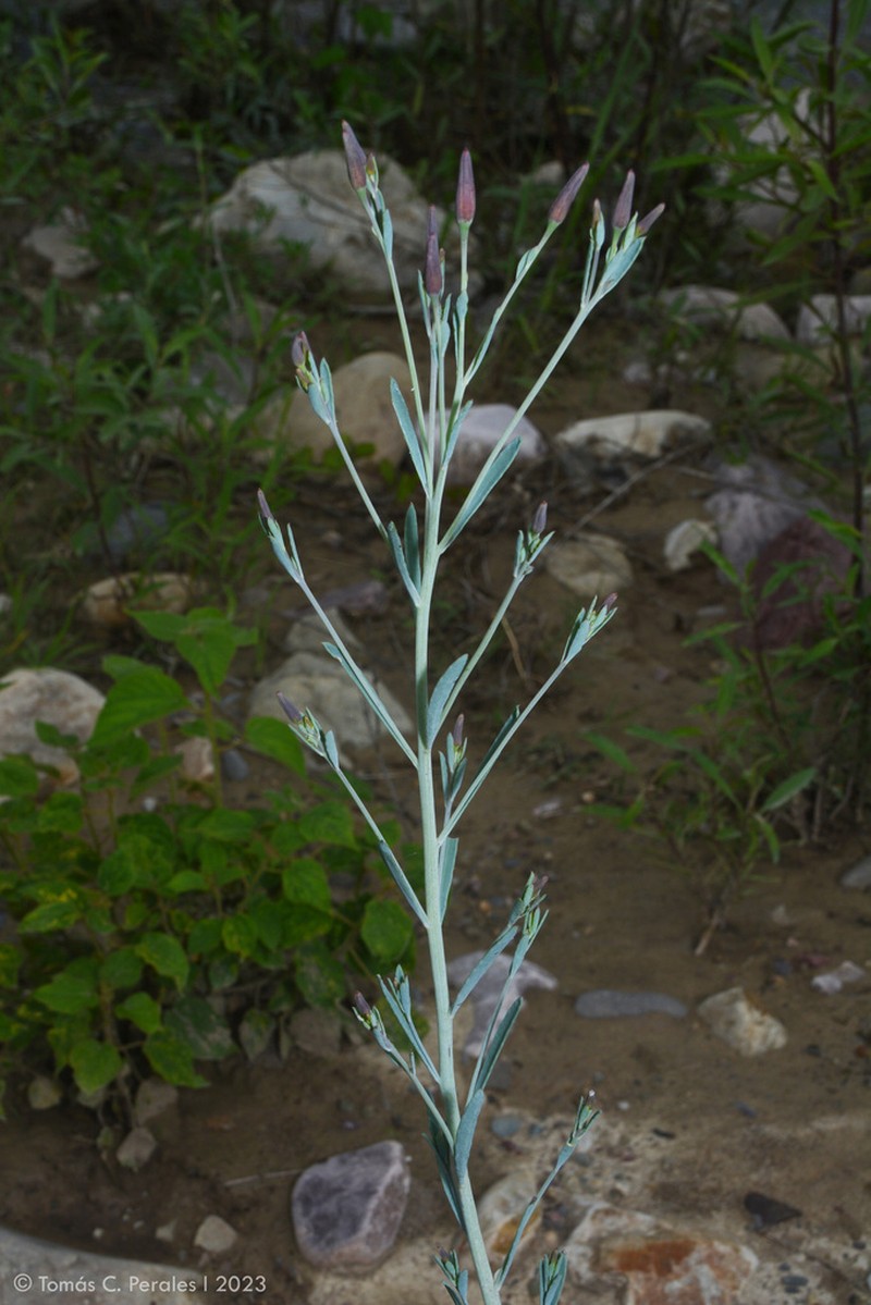 Porophyllum lanceolatum photo 3