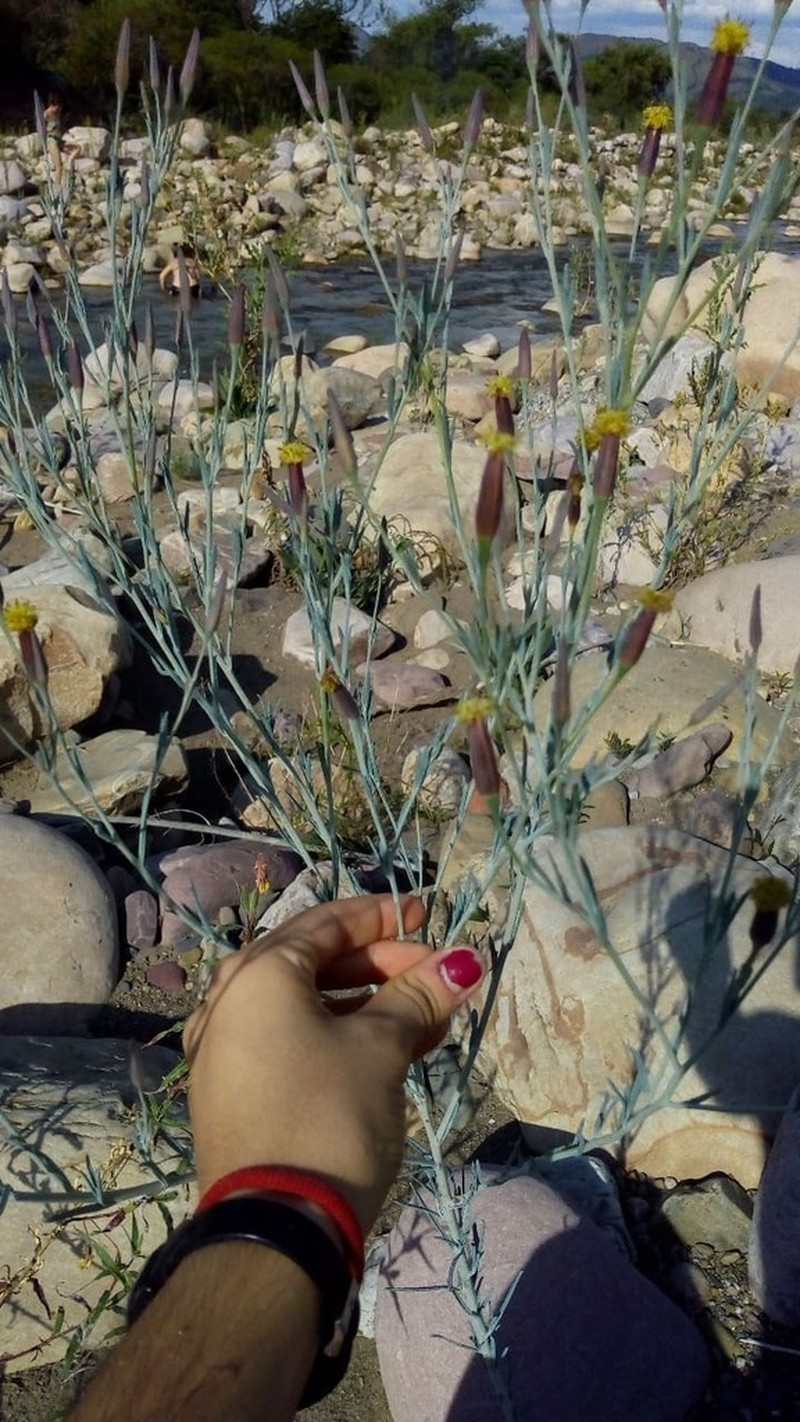 Porophyllum lanceolatum photo 4
