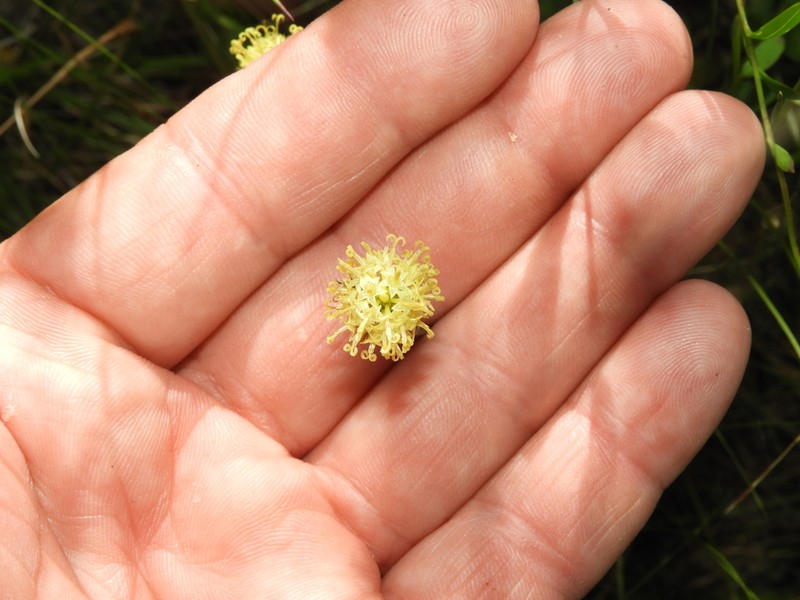 Porophyllum lanceolatum photo 5