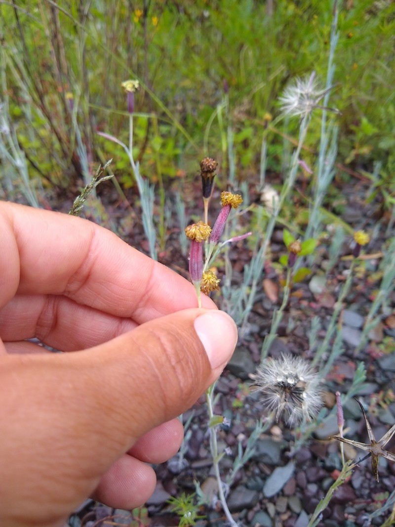 Porophyllum lanceolatum photo 7