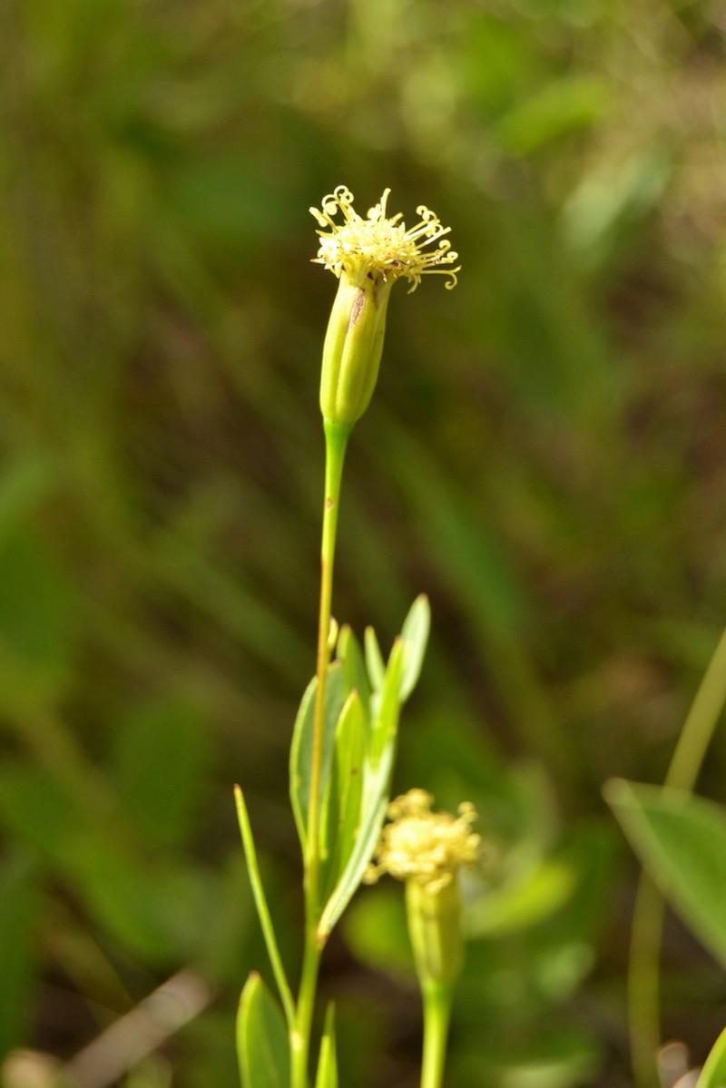 Porophyllum lanceolatum photo 8