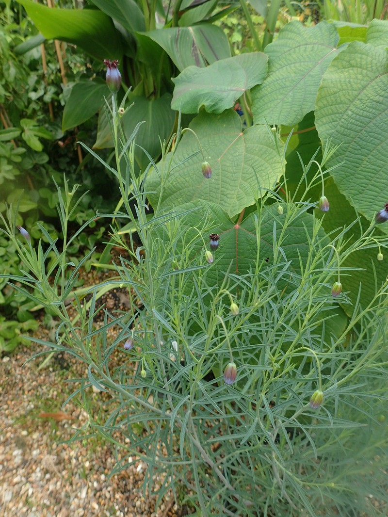 Porophyllum linaria
