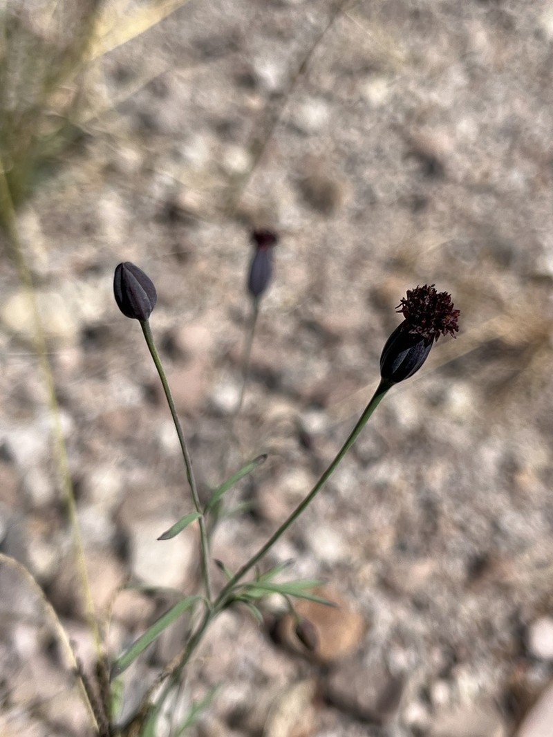 Porophyllum linaria photo 2