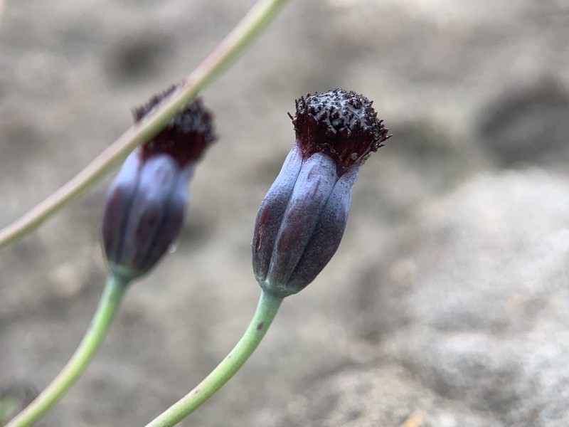 Porophyllum linaria photo 3