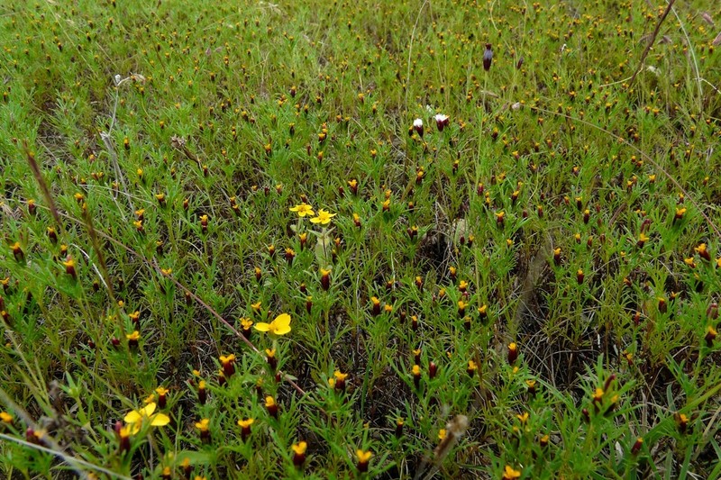 Porophyllum linaria photo 4