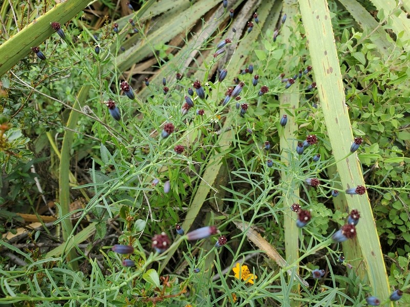 Porophyllum linaria photo 5