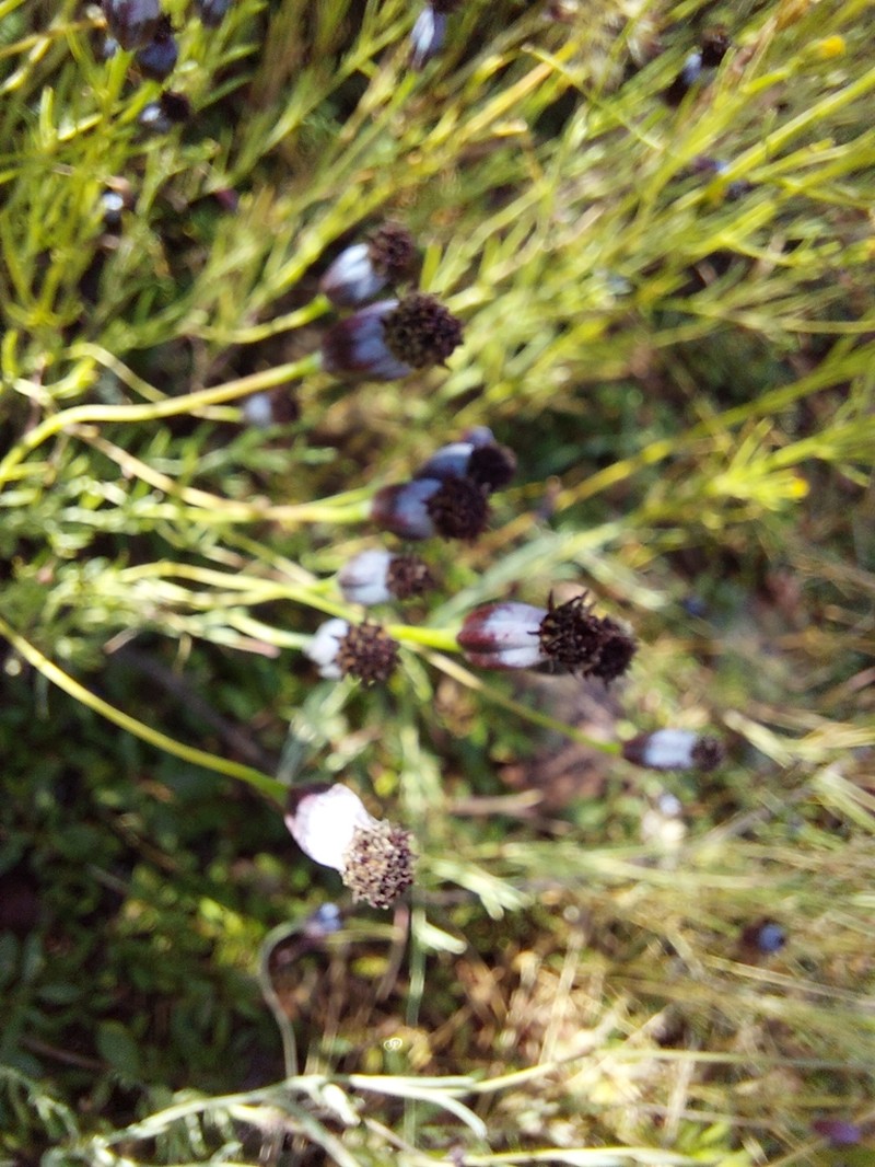 Porophyllum linaria photo 6