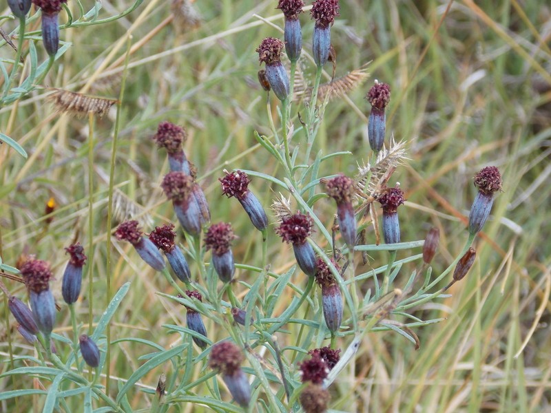 Porophyllum linaria photo 7