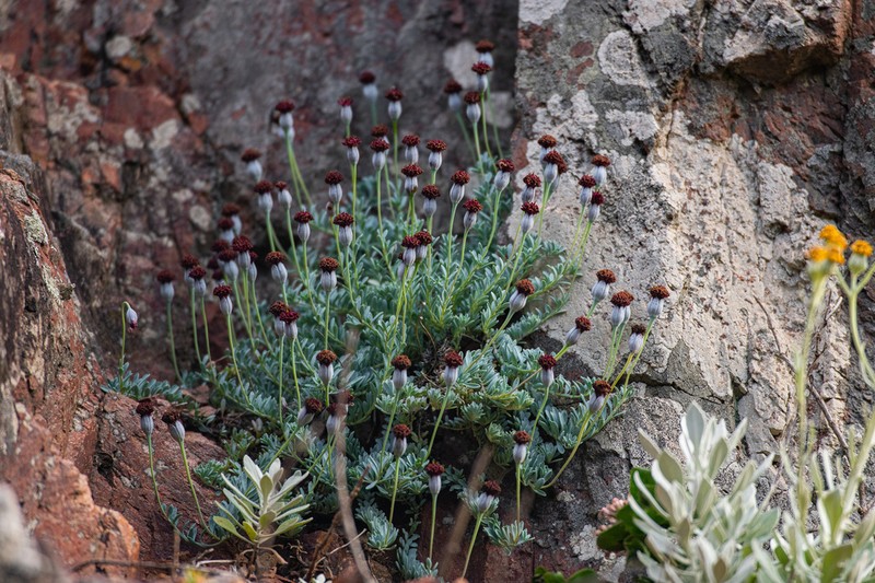 Porophyllum linifolium