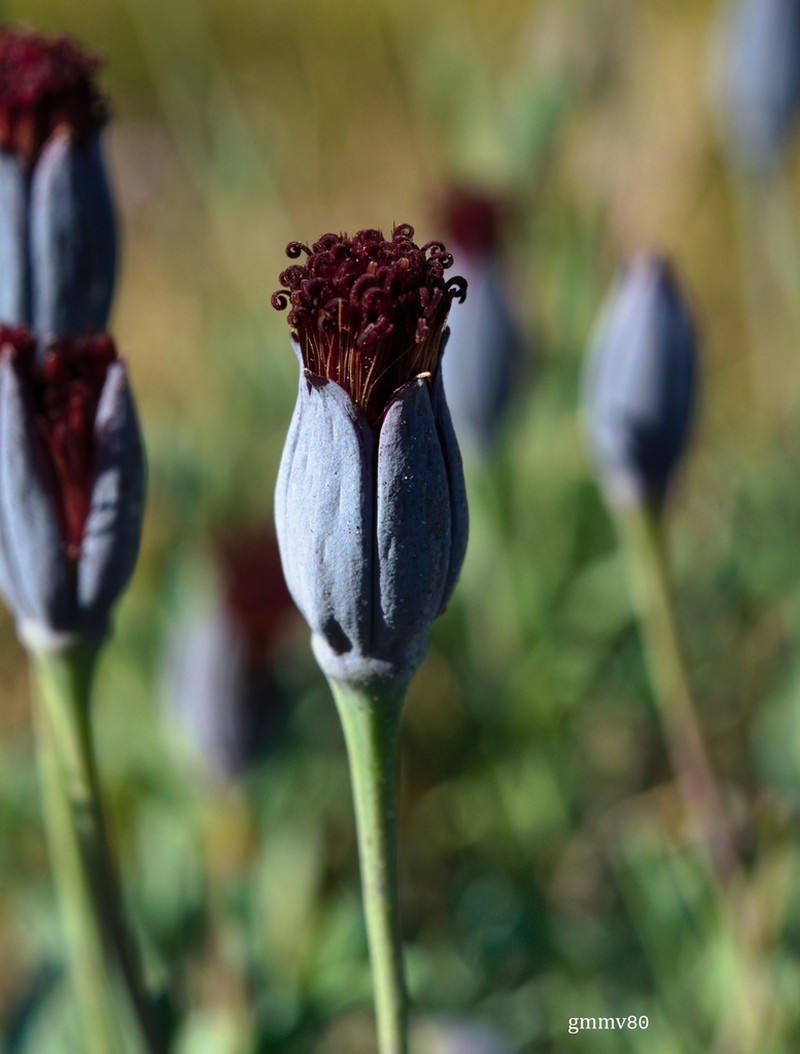 Porophyllum linifolium photo 2