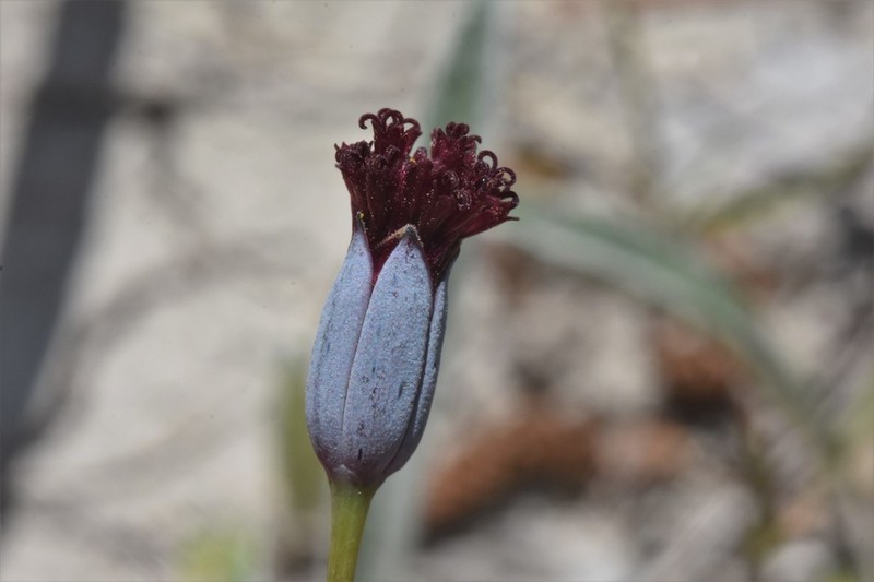 Porophyllum linifolium photo 3