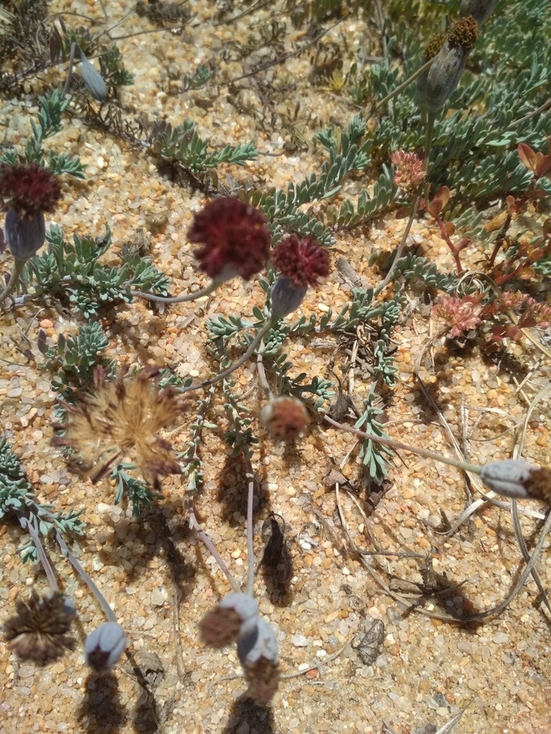 Porophyllum linifolium photo 4