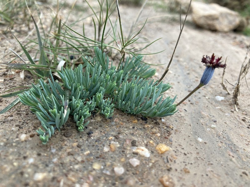 Porophyllum linifolium photo 5
