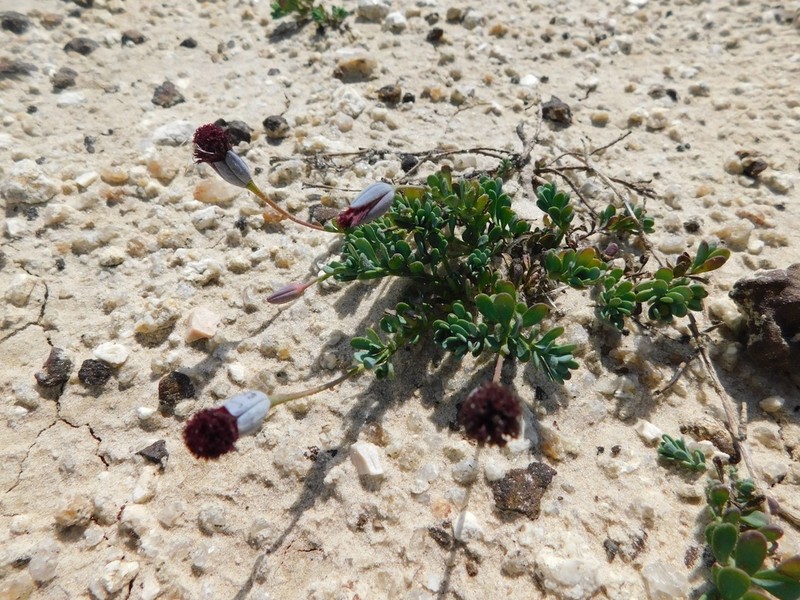 Porophyllum linifolium photo 6