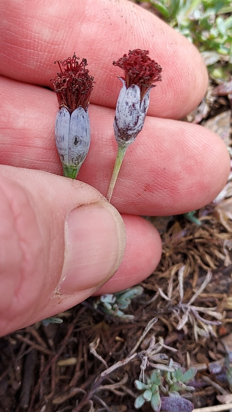 Porophyllum linifolium photo 7