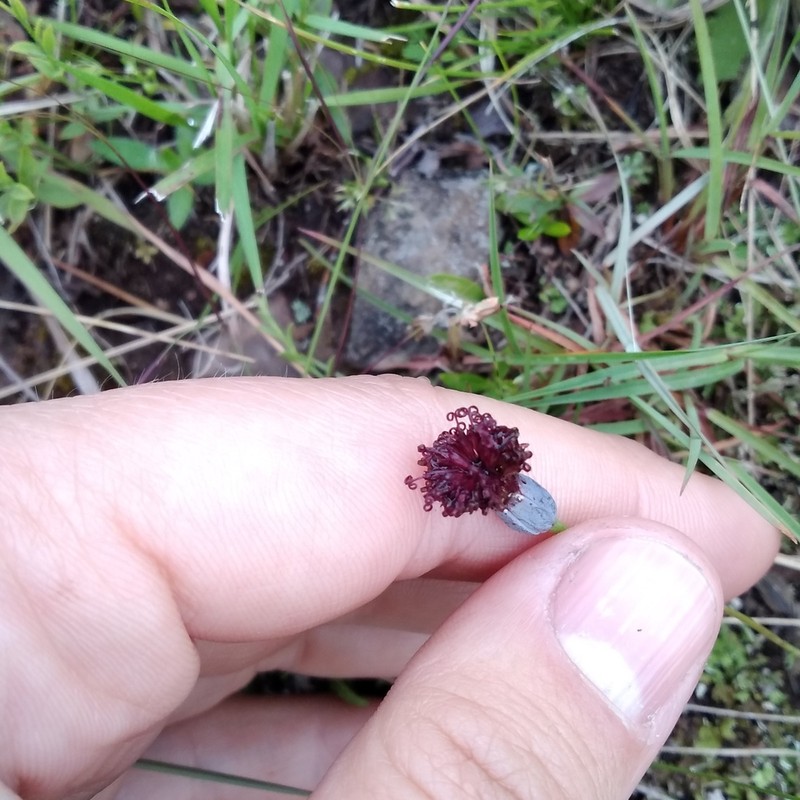 Porophyllum linifolium photo 8