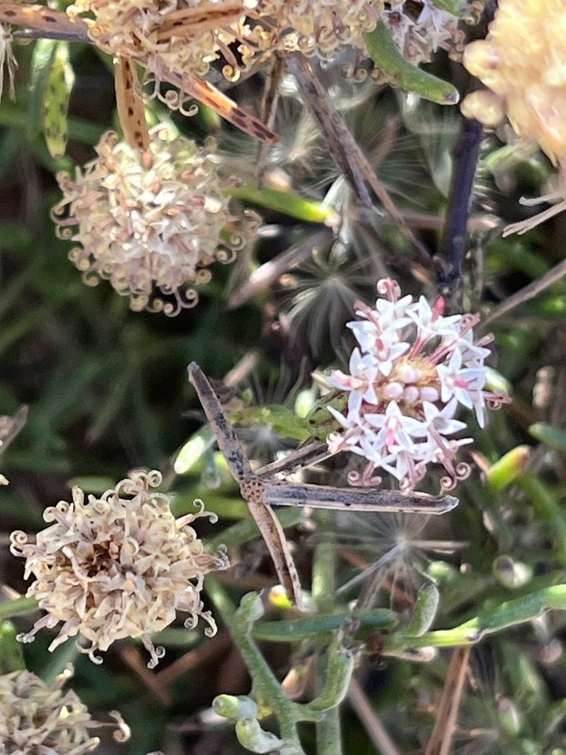 Porophyllum maritimum