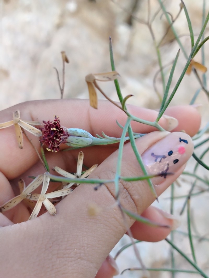 Porophyllum maritimum photo 2