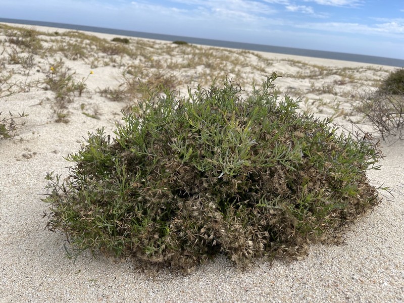 Porophyllum maritimum photo 4