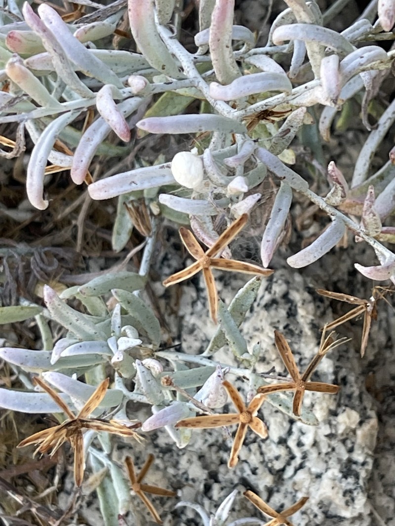 Porophyllum maritimum photo 5