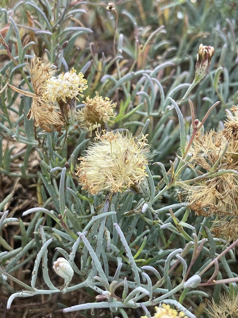 Porophyllum maritimum photo 6