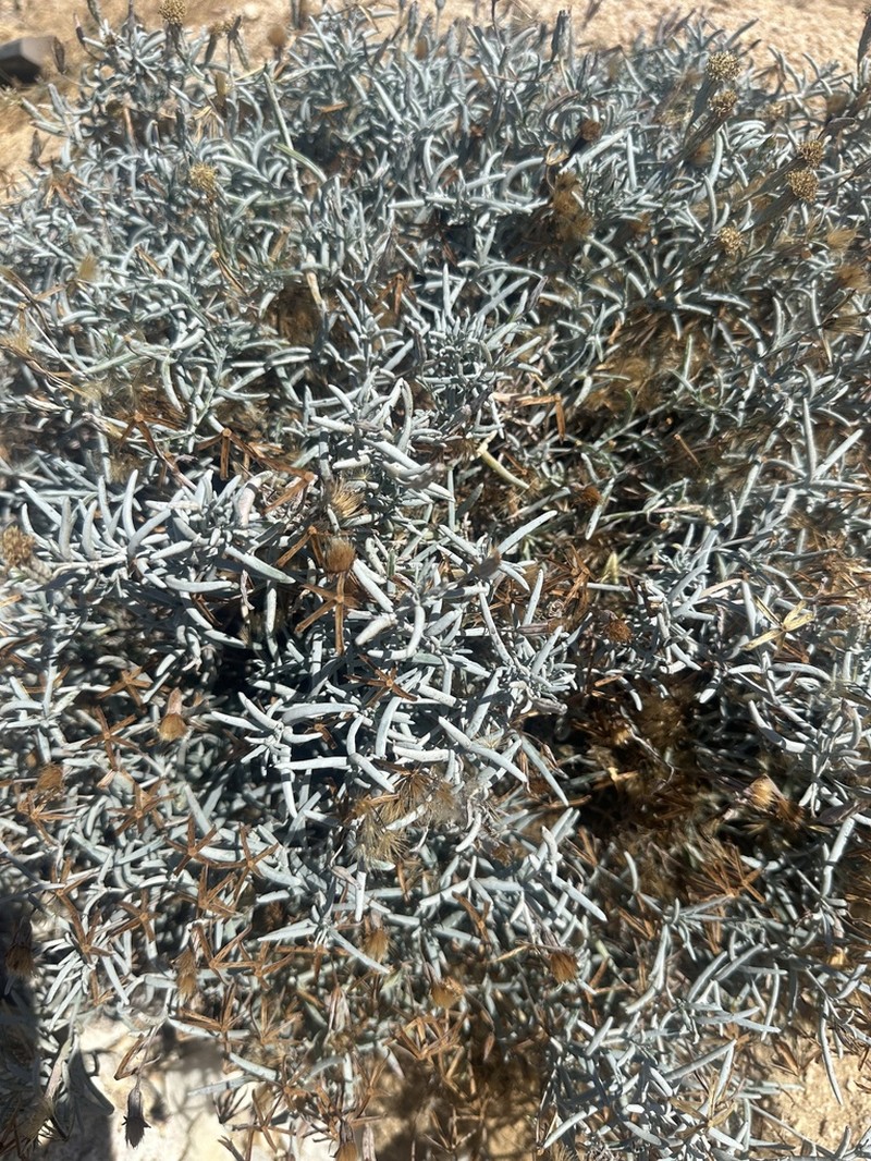 Porophyllum maritimum photo 7