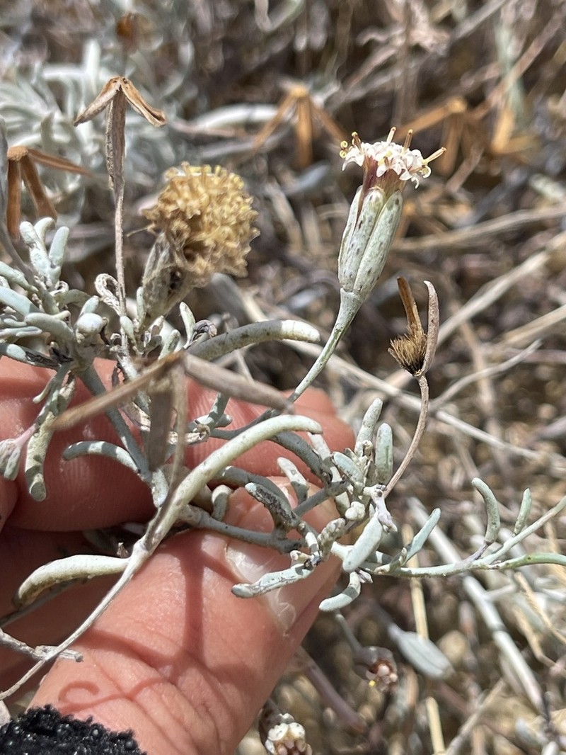 Porophyllum maritimum photo 8