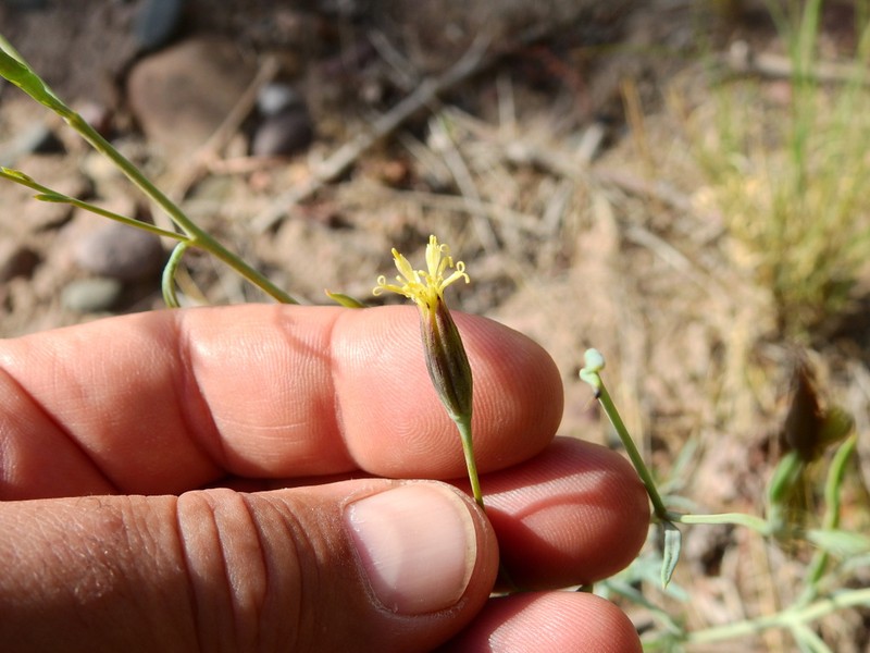 Porophyllum obscurum
