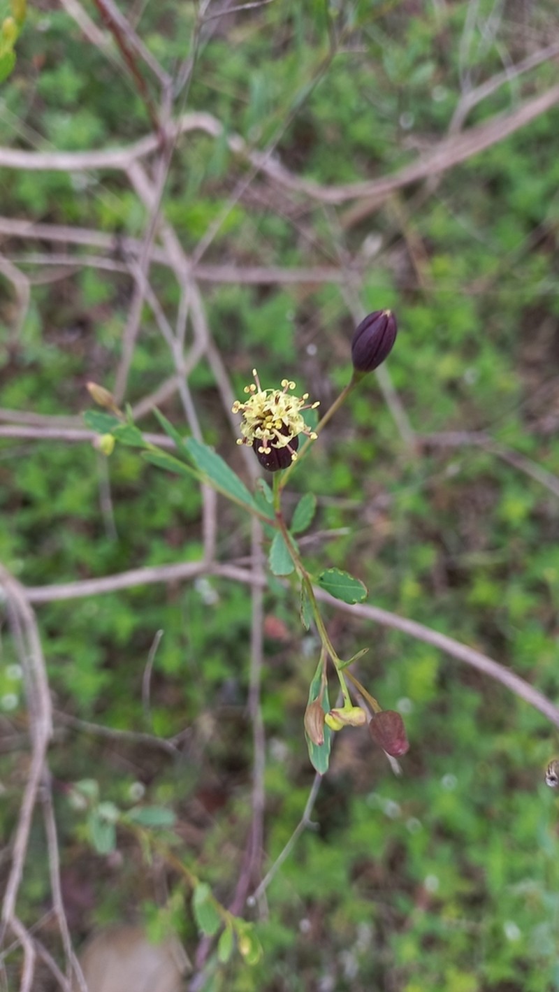 Porophyllum obscurum photo 2