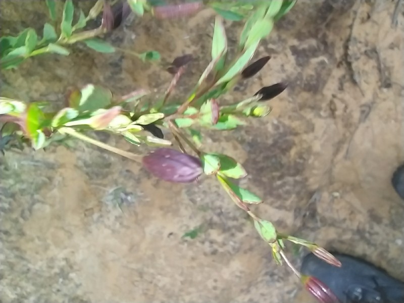 Porophyllum obscurum photo 3