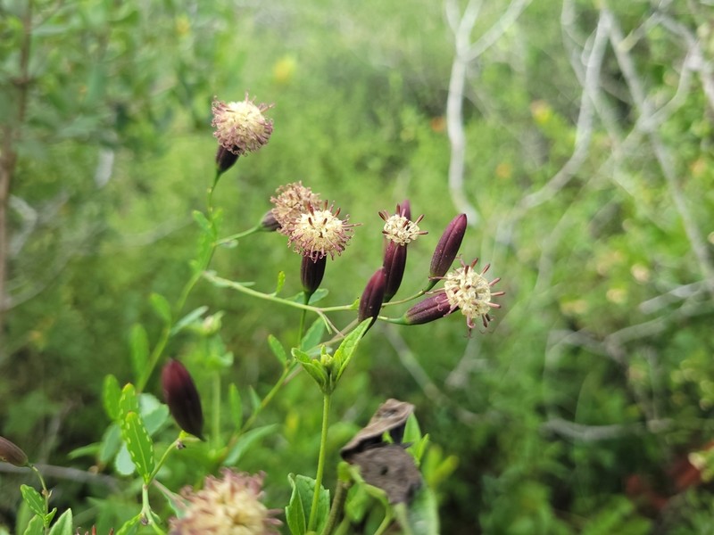 Porophyllum obscurum photo 4