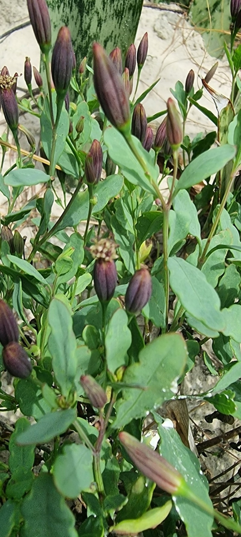 Porophyllum obscurum photo 5