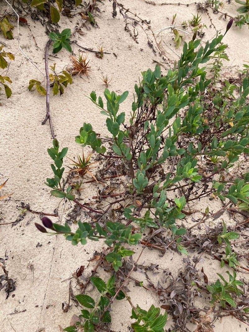Porophyllum obscurum photo 6