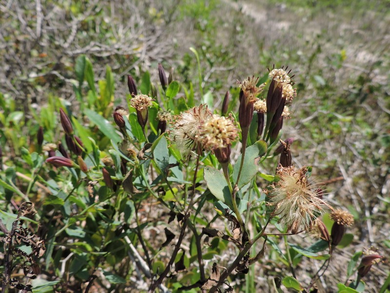 Porophyllum obscurum photo 7
