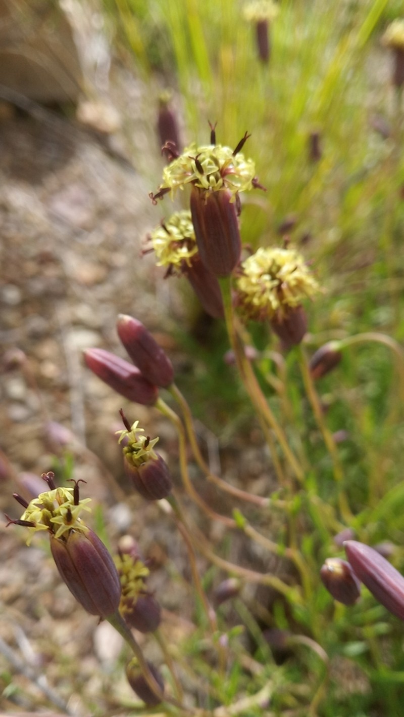 Porophyllum obscurum photo 8