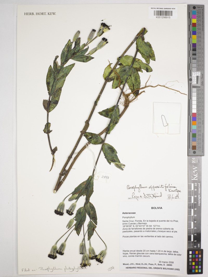 Porophyllum oppositifolium