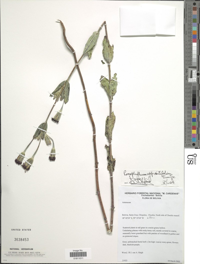 Porophyllum oppositifolium photo 2