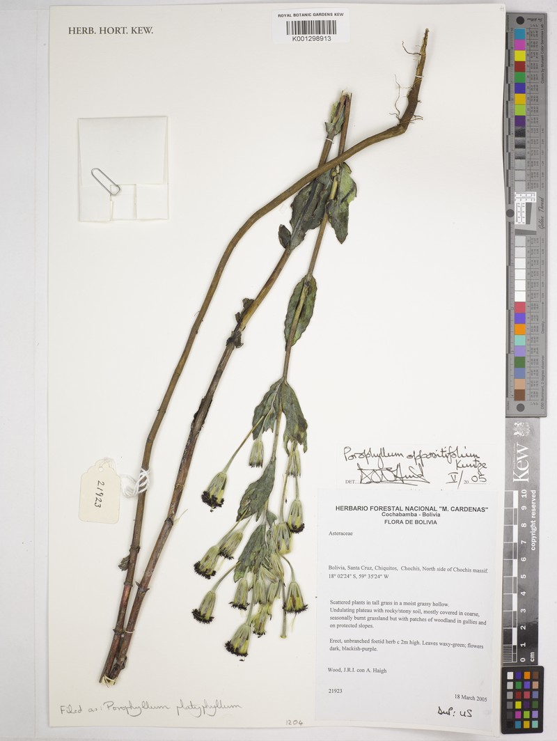 Porophyllum oppositifolium photo 3