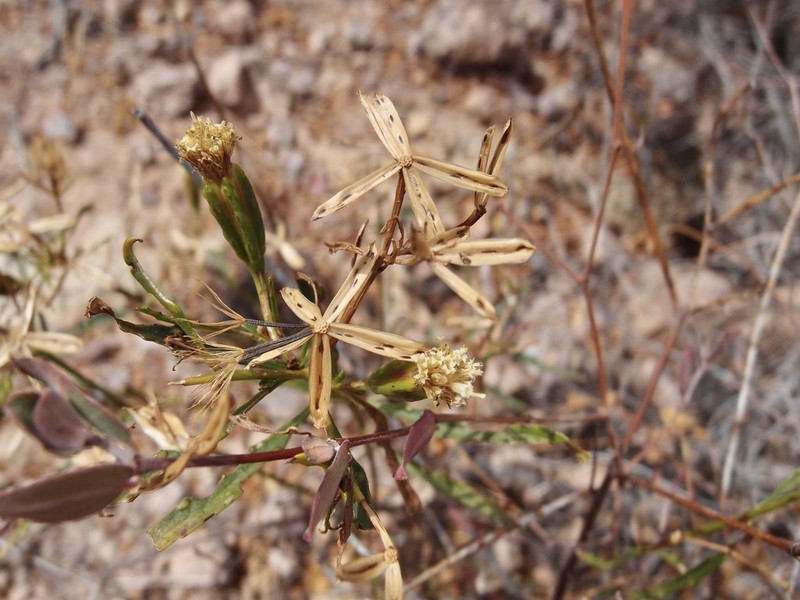 Porophyllum pausodynum