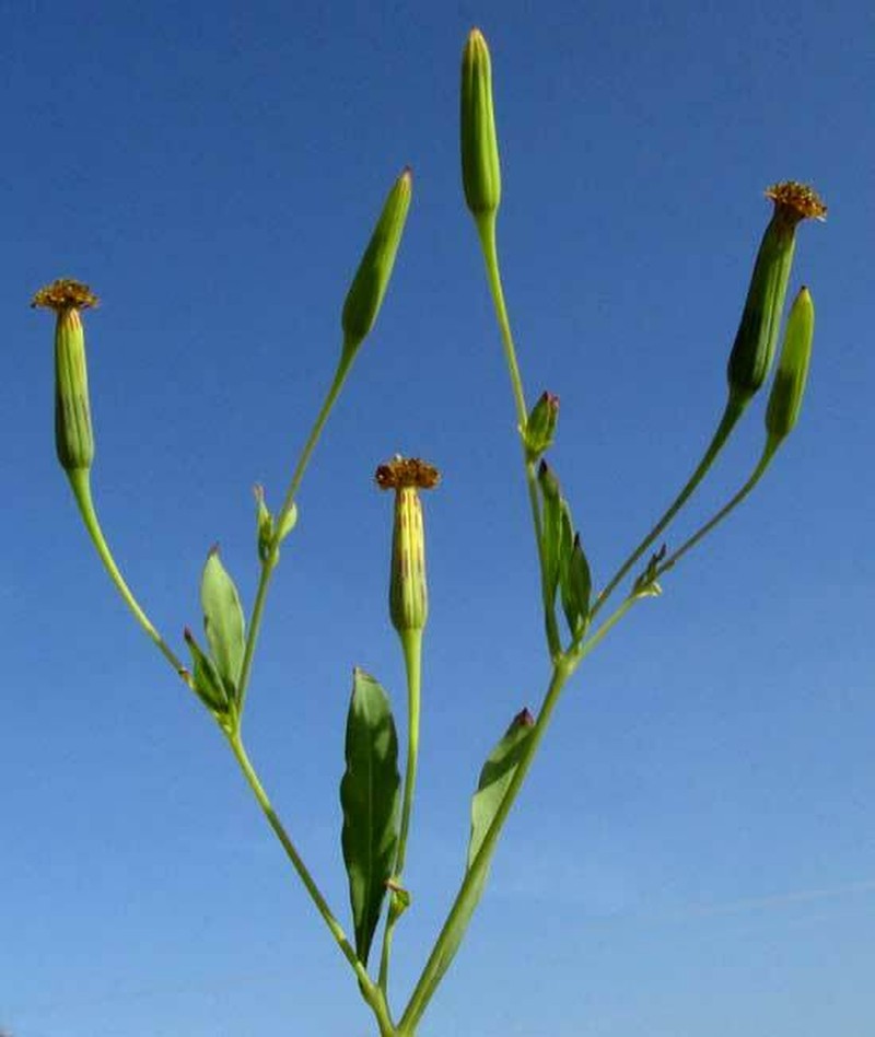 Porophyllum punctatum photo 2