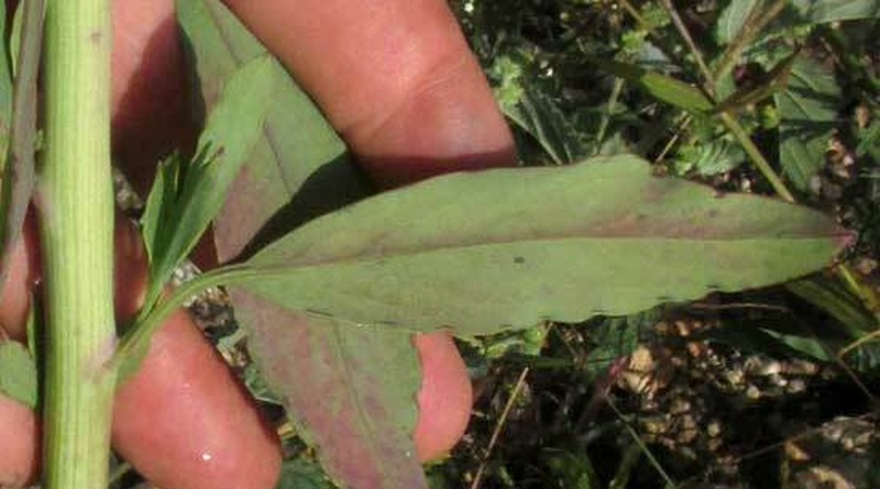 Porophyllum punctatum photo 3